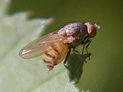 Lauxaniid Fly